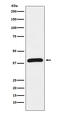 Hypoxia Inducible Factor 1 Subunit Alpha Inhibitor antibody, M02116-2, Boster Biological Technology, Western Blot image 