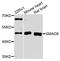 SMAD Family Member 6 antibody, A0579, ABclonal Technology, Western Blot image 