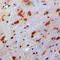 P53 And DNA Damage Regulated 1 antibody, LS-C353570, Lifespan Biosciences, Immunohistochemistry frozen image 