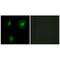 EP300 Interacting Inhibitor Of Differentiation 1 antibody, PA5-49901, Invitrogen Antibodies, Immunofluorescence image 