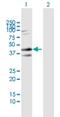 Syndecan 2 antibody, H00006383-B04P, Novus Biologicals, Western Blot image 