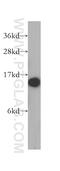 40S ribosomal protein S12 antibody, 16490-1-AP, Proteintech Group, Western Blot image 