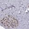 Ribosomal Protein L31 antibody, PA5-67234, Invitrogen Antibodies, Immunohistochemistry paraffin image 