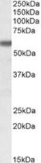 Glucose-6-Phosphate Isomerase antibody, MBS421701, MyBioSource, Western Blot image 