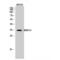 High Mobility Group 20B antibody, LS-C382305, Lifespan Biosciences, Western Blot image 