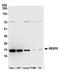 Receptor Accessory Protein 5 antibody, A305-517A, Bethyl Labs, Western Blot image 