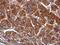 RNA Polymerase Mitochondrial antibody, NBP2-19436, Novus Biologicals, Immunohistochemistry paraffin image 