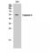 Caspase 8 antibody, LS-C382457, Lifespan Biosciences, Western Blot image 