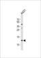 Small Proline Rich Protein 2A antibody, LS-C161475, Lifespan Biosciences, Western Blot image 