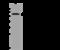 Collapsin Response Mediator Protein 1 antibody, 201417-T32, Sino Biological, Western Blot image 