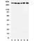 B120 antibody, R31255, NSJ Bioreagents, Western Blot image 
