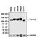 Lysosomal Associated Membrane Protein 2 antibody, MA1-205, Invitrogen Antibodies, Western Blot image 