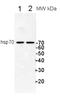 Heat Shock Protein Family A (Hsp70) Member 8 antibody, LS-C210650, Lifespan Biosciences, Western Blot image 
