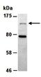 Histamine N-Methyltransferase antibody, orb66789, Biorbyt, Western Blot image 