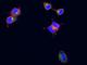 Lysosomal Associated Membrane Protein 1 antibody, 11215-R107, Sino Biological, Immunofluorescence image 