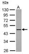 Kelch Domain Containing 4 antibody, NBP2-17073, Novus Biologicals, Western Blot image 