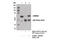 Negative Elongation Factor Complex Member B antibody, 14894S, Cell Signaling Technology, Immunoprecipitation image 