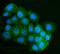 Putative adenosylhomocysteinase 2 antibody, A08908-2, Boster Biological Technology, Immunofluorescence image 