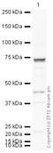 GATA Binding Protein 6 antibody, ab22600, Abcam, Western Blot image 