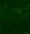 Hematopoietically Expressed Homeobox antibody, ab34222, Abcam, Immunohistochemistry frozen image 