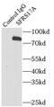 A-kinase anchor protein 17A antibody, FNab07789, FineTest, Immunoprecipitation image 