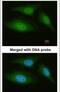 Adenylate Kinase 8 antibody, PA5-21873, Invitrogen Antibodies, Immunofluorescence image 