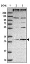 Receptor Accessory Protein 4 antibody, PA5-60079, Invitrogen Antibodies, Western Blot image 