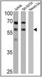 Cyclin Dependent Kinase Inhibitor 1C antibody, MA5-11309, Invitrogen Antibodies, Western Blot image 