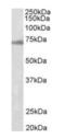 Ectodermal-Neural Cortex 1 antibody, orb12293, Biorbyt, Western Blot image 