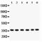 RAD51 Recombinase antibody, PA5-79908, Invitrogen Antibodies, Western Blot image 