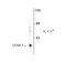 Peripherin antibody, 50-258, ProSci, Western Blot image 