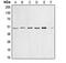 Cyclin E1 antibody, MBS820219, MyBioSource, Western Blot image 