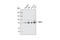 Cullin 3 antibody, 2759S, Cell Signaling Technology, Western Blot image 