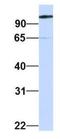 Heat Shock Protein Family A (Hsp70) Member 4 antibody, NBP1-54348, Novus Biologicals, Western Blot image 