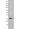 Caspase 14 antibody, abx148925, Abbexa, Western Blot image 