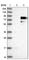 Trophoblast Glycoprotein antibody, HPA010554, Atlas Antibodies, Western Blot image 