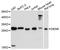 Density Regulated Re-Initiation And Release Factor antibody, LS-C748734, Lifespan Biosciences, Western Blot image 