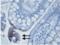 Toll Like Receptor 3 antibody, ALX-804-362F-C100, Enzo Life Sciences, Immunohistochemistry paraffin image 