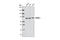 RecQ Like Helicase antibody, 4839S, Cell Signaling Technology, Western Blot image 