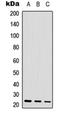 RNA Polymerase III Subunit H antibody, orb315809, Biorbyt, Western Blot image 