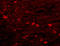 Pyruvate Kinase M1/2 antibody, 251145, Abbiotec, Immunohistochemistry paraffin image 
