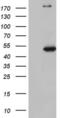 Nudix Hydrolase 12 antibody, MA5-26745, Invitrogen Antibodies, Western Blot image 