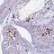 Histone Cluster 4 H4 antibody, PA5-59912, Invitrogen Antibodies, Immunohistochemistry paraffin image 