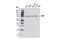 RNA polymerase II-associated factor 1 homolog antibody, 12883S, Cell Signaling Technology, Western Blot image 