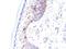 CD1a Molecule antibody, NBP2-45343, Novus Biologicals, Immunohistochemistry paraffin image 