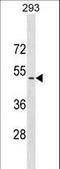 Cell Adhesion Molecule 3 antibody, LS-C159256, Lifespan Biosciences, Western Blot image 