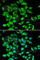 Nuclear Factor Of Activated T Cells 3 antibody, A6666, ABclonal Technology, Immunofluorescence image 
