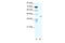 Peroxisome Proliferator Activated Receptor Delta antibody, 27-732, ProSci, Western Blot image 