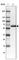 Carboxylesterase 3 antibody, HPA041307, Atlas Antibodies, Western Blot image 