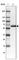 TGH antibody, HPA041307, Atlas Antibodies, Western Blot image 